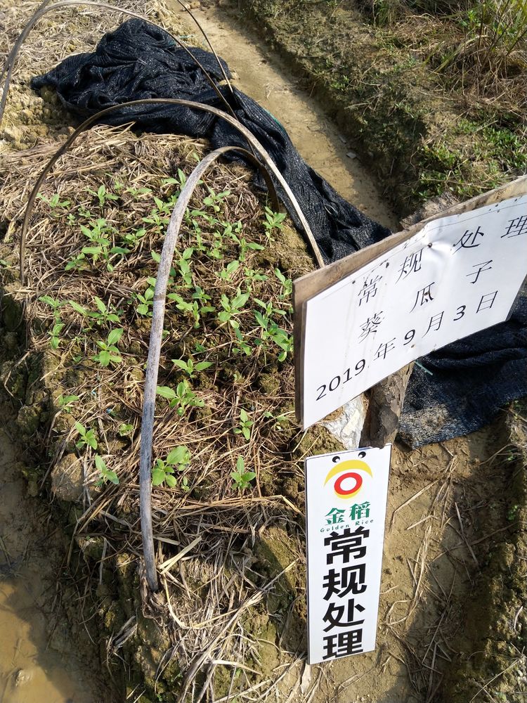 金稻農(nóng)業(yè)大田田間調(diào)查