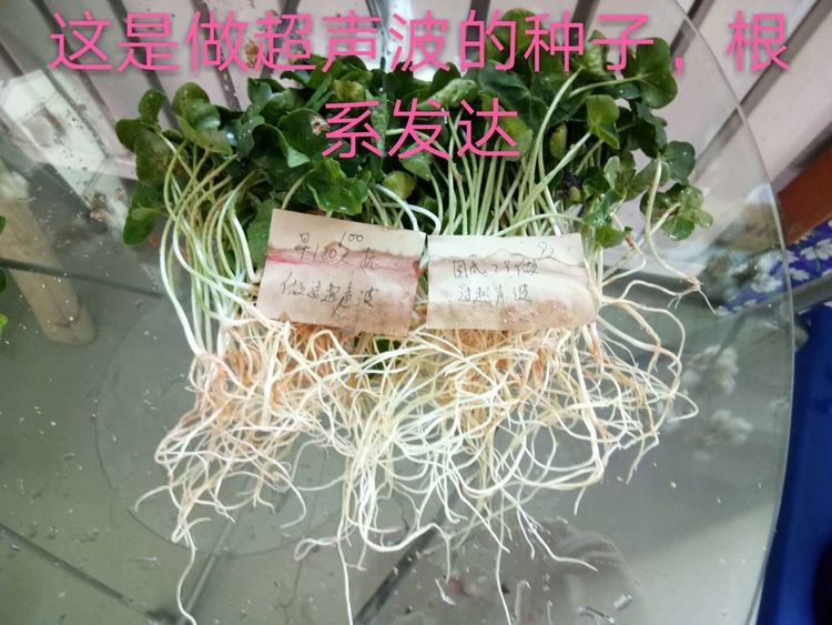 新疆省庫爾勒市棉花種植田間調(diào)查觀摩會(huì)