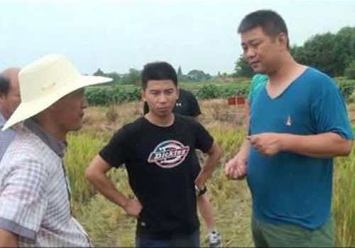 湘陰基地超聲水稻實測對比現(xiàn)場